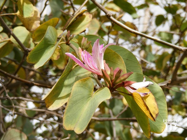 Da determinare - Bauhinia sp.